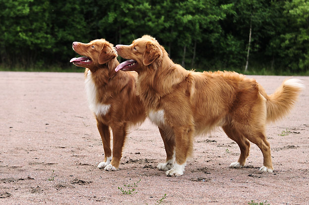 Mio & his son Hobbe , August 2012